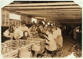 Rosy, de 8 anos, trabalha 14 horas por dia como shucker de ostras em Dunbar Cannery, Louisiana, 1911