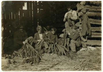 Filhos de JH Burch, 12, 14 e 17 anos, despiram tabaco durante o horário escolar em Warren County, Rockfield, Kentucky, 1916