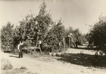 Sem título, ca. 1935.