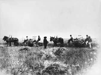Corte de feno em campos de Policoro, agricultores com cavalos e carroças, Basilicata, início do século 1900, Itália, século 20