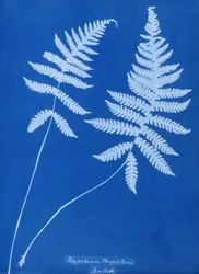 Cianótipo de Polypodium phegopteris