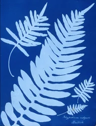 Cianótipo de Polypodium vulgare