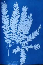 Cianótipo de um feto norte-americano, Adiantum pedatum