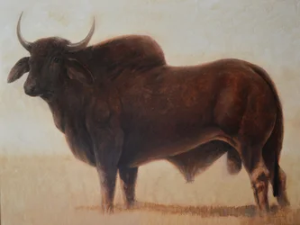 Brahmin Bull