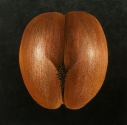 Coco de Mer, 2010 (acrílico sobre tela)