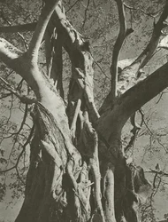 Banyan tree (foto p/b)