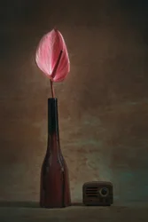 Anthurium elegante e rádio