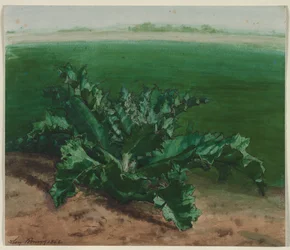 Estudo de uma planta, possivelmente cardo, 1862.