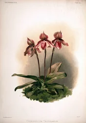 Cultivo de Cypripedium × tautzianum = (Paphiopedilum barbatum × Paphiopedilum niveum)