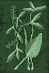 Tons botânicos de verde