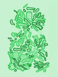 Formas Verdes Orgânicas