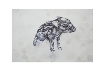 Porquinho, 2015, (bic biro no papel)