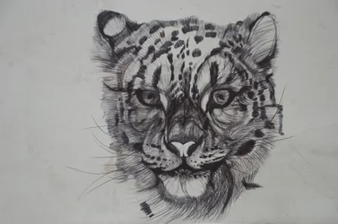 Snow Leopard, 2016, (bic biro no papel)