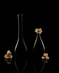 Reflexões Elegantes sobre as Orquídeas