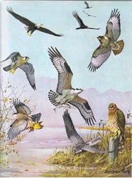 Águia-de-cabeça-branca, abutre-peru, bútio-de-cauda-vermelha oriental, falcão-peregrino, águia-pesqueira americana, tartaranhão-azulado