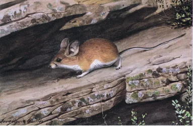 Big Eared Pinion Mouse representa o clã branco footed nas gargantas acidentadas do sudoeste