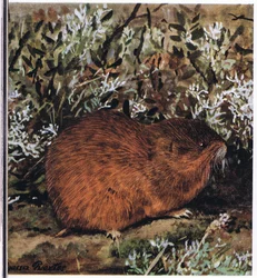Lemming marrom, um roedor encorpado que vive em um favo de mel de túneis