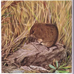 Mouse ou Ratazana, sempre vigilante, examina sua estrada através de uma floresta emaranhada de grama