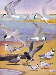 Ilustração da história natural de pássaros americanos do bar oriental e central de América Nort. por Bramhall House c.1970