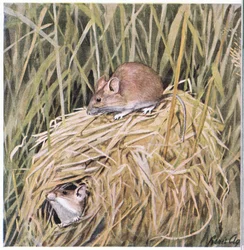 Western Harvest Mouse vive e reproduz um ninho gramado