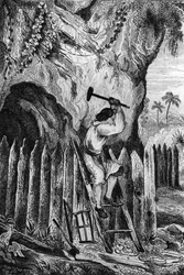 Plantei dez filas de paliçadas. gravando depois do desenho de M. de Sainson para o Livro de Daniel Defoe (De foe) "Robinson Crusoe" edição francesa de 1837.