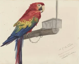Papagaio. 1879