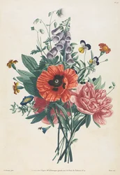 Coleção de flores e frutas pintadas segundo a natureza: buquê de dedaleira, clematite, amor-perfeito, peônia, papoula e lírio amarelo