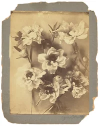 Tiffany Studios, c.1898-1920 (fotografia a preto e branco)