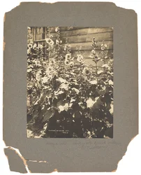 Tiffany Studios, c.1898-1920 (fotografia a preto e branco)