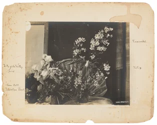 Estúdios Tiffany, c.1898-1920 (fotografia a preto e branco)