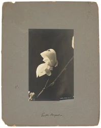 Estúdios Tiffany, c.1898-1920 (fotografia a preto e branco)