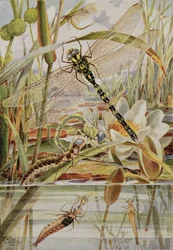 Libélula e Mayfly, ilustração de 
