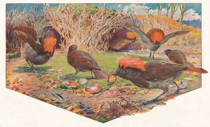 Jardineiro Bower Birds, 1911, 1911