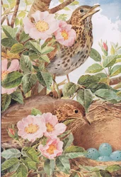 Song Thrushes with Nest, ilustração de 