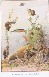 Sticklebacks e Caracóis de Água, ilustração de 