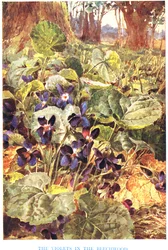 Violetas em faia, ilustração de 