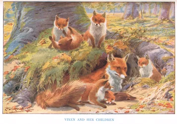 Vixen and her Children, ilustração de 