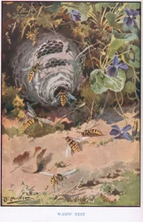 Ninho de Vespas, ilustração de 
