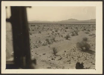 [Plantas do deserto de Amargosa].