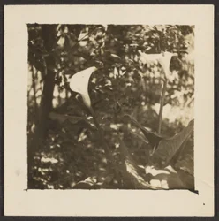 [Lírios de calla].