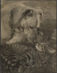 [Gato e Cão]