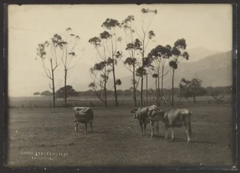 Vacas num campo