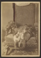 [Gatos e cães abraçados]