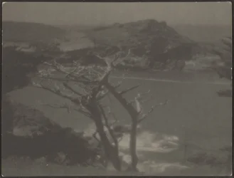 [Cipreste na Costa].