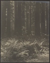[Feto no bosque]