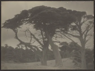 [Paisagem com ciprestes].