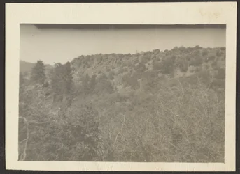 [Paisagem com arbustos].