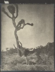 Ágil e gracioso - Dancing Joshua