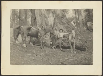 [Homens e cavalos de carga na limpeza de florestas].