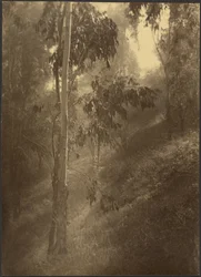 Nevoeiro matinal